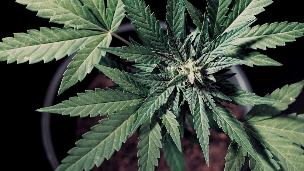 Gélules CBD : l'impact de la législation sur l'industrie du bien-être