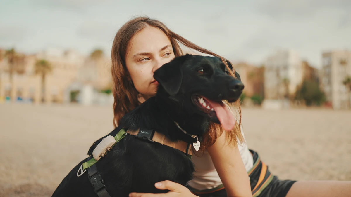 Divorce et animaux de compagnie : Quel sort pour nos fidèles compagnons ?
