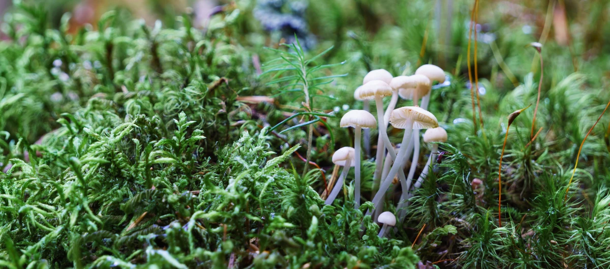 Le droit pénal de l'environnement : quand la nature contre-attaque