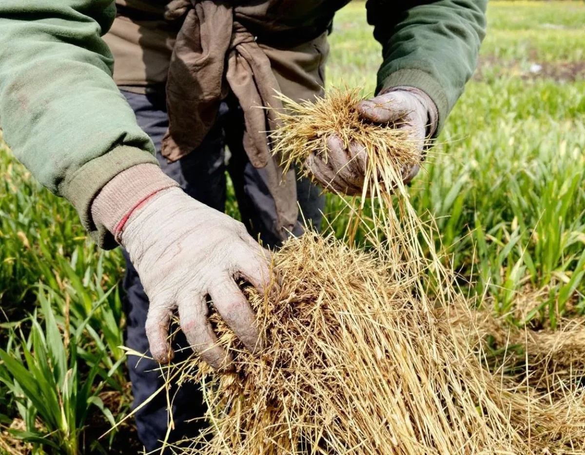 L'assurance multirisque agricole : un bouclier contre les aléas du métier agricole